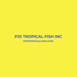 Cichlid Severum Yellow Tiger