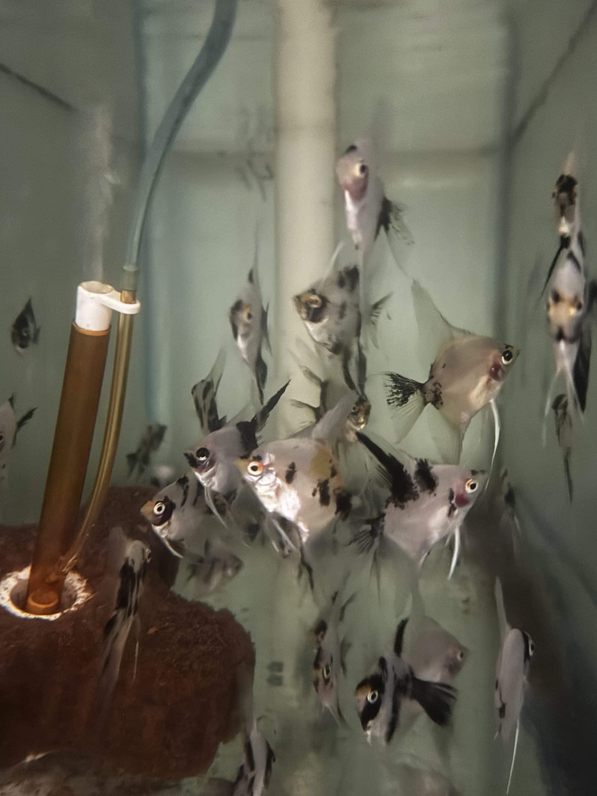 Angelfish Panda