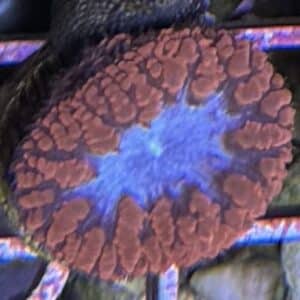 Coral Frag Blastomussa wellsi T4-R5-7A