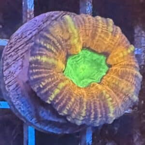 Coral Lobo Ultra 1