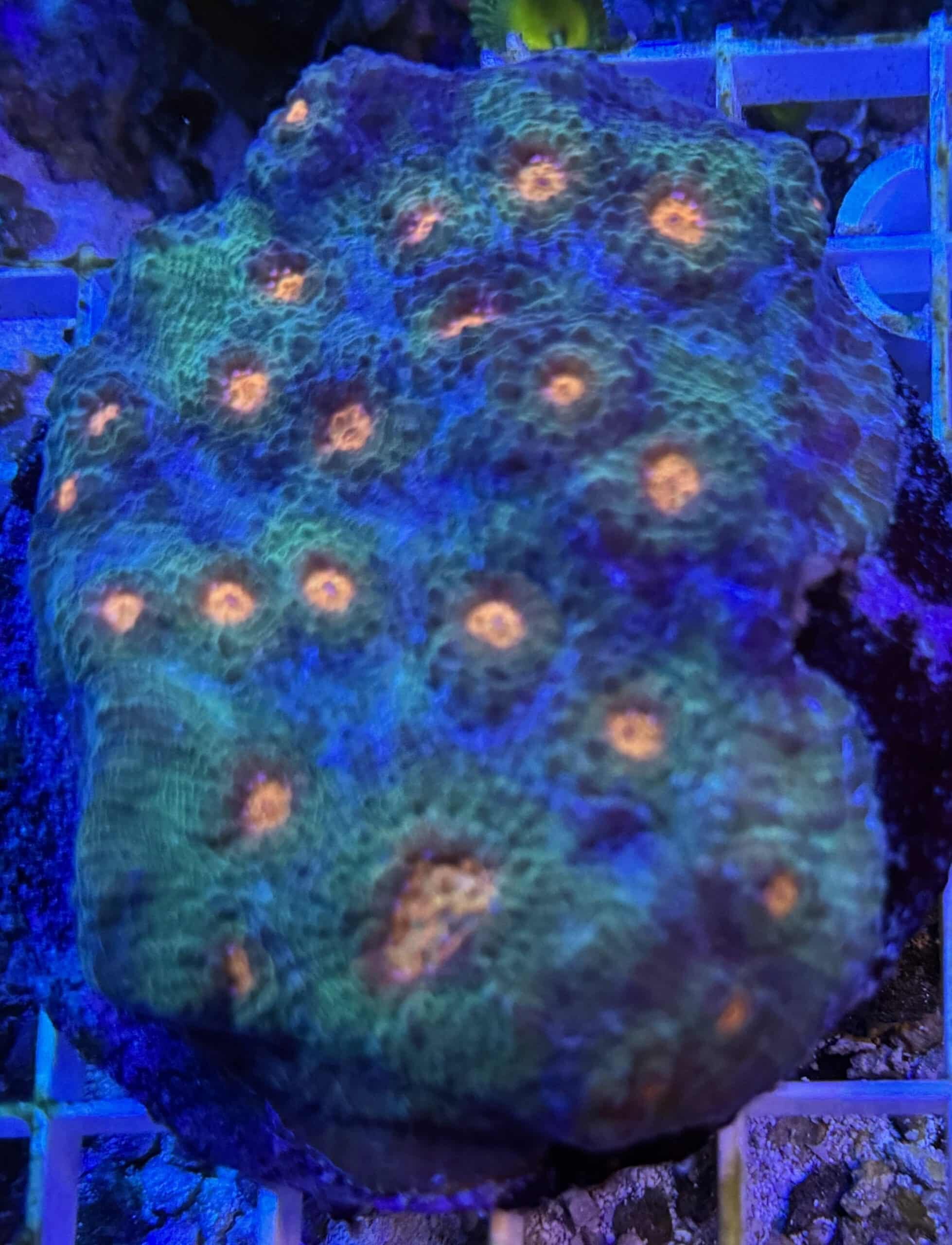Coral Colony LPS Acanthastrea 2 Rainbow orange eye