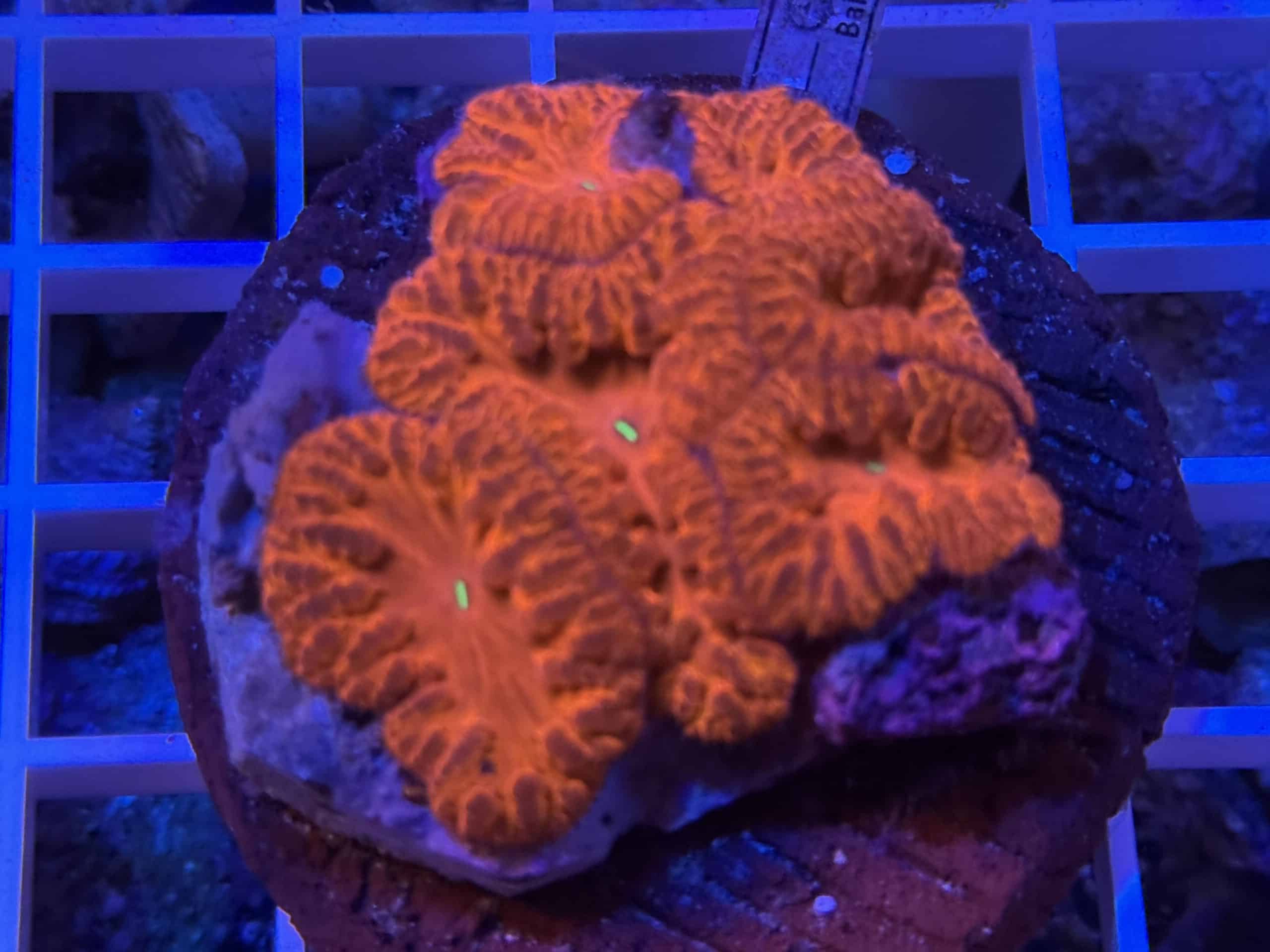 Coral Colony LPS Blastomussa Red Lava Flow CRR2-R7-A1