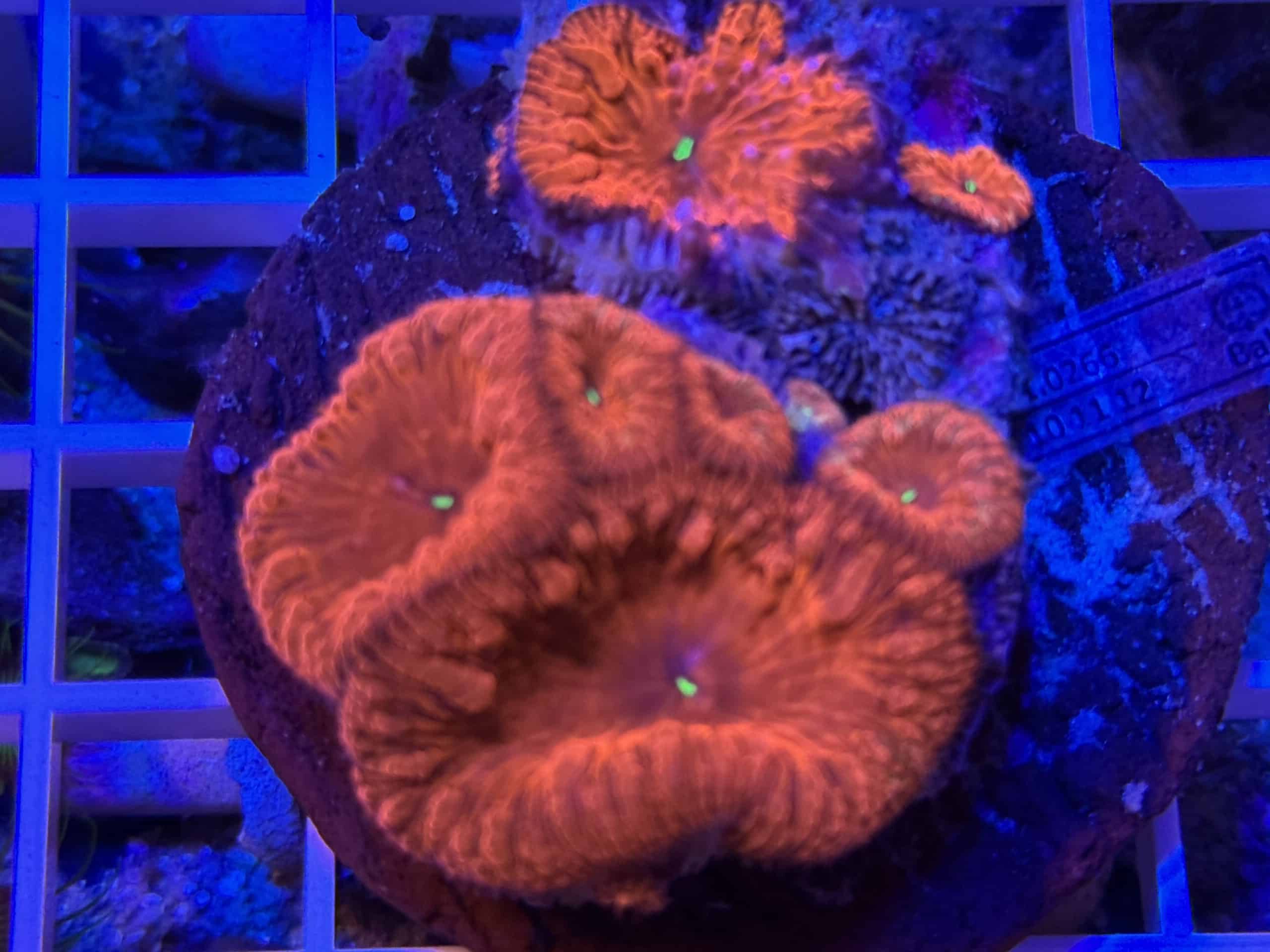 Coral Colony LPS Blastomussa Red Lava Flow CRR2-R7-A2