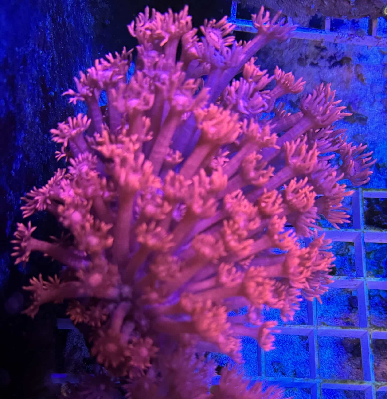 Coral Colony LPS Goniopora Two Tone Red CRV1