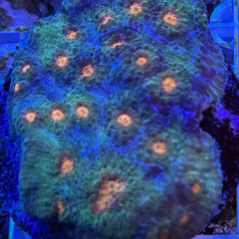 Coral Colony LPS Acanthastrea 2 Rainbow orange eye