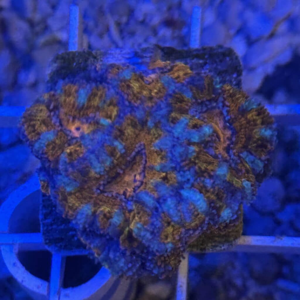 Coral Frag LPS Acanthastrea Ultra CRV-R8-A1 Saltwater Reef