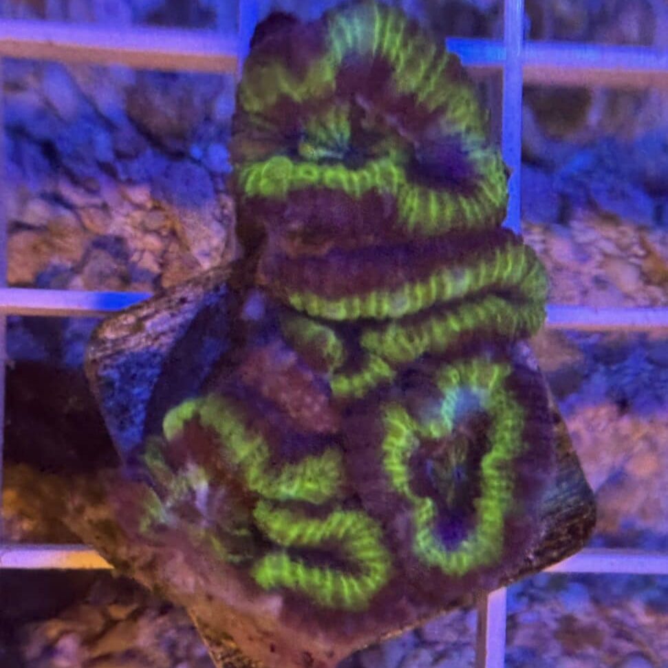 Coral Frag LPS Acanthastrea CRV-R8-A3 Saltwater Reef