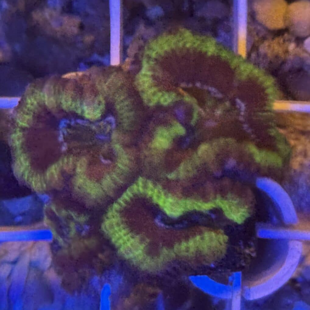 Coral Frag LPS Acanthastrea CRV-R8-A4 Saltwater Reef